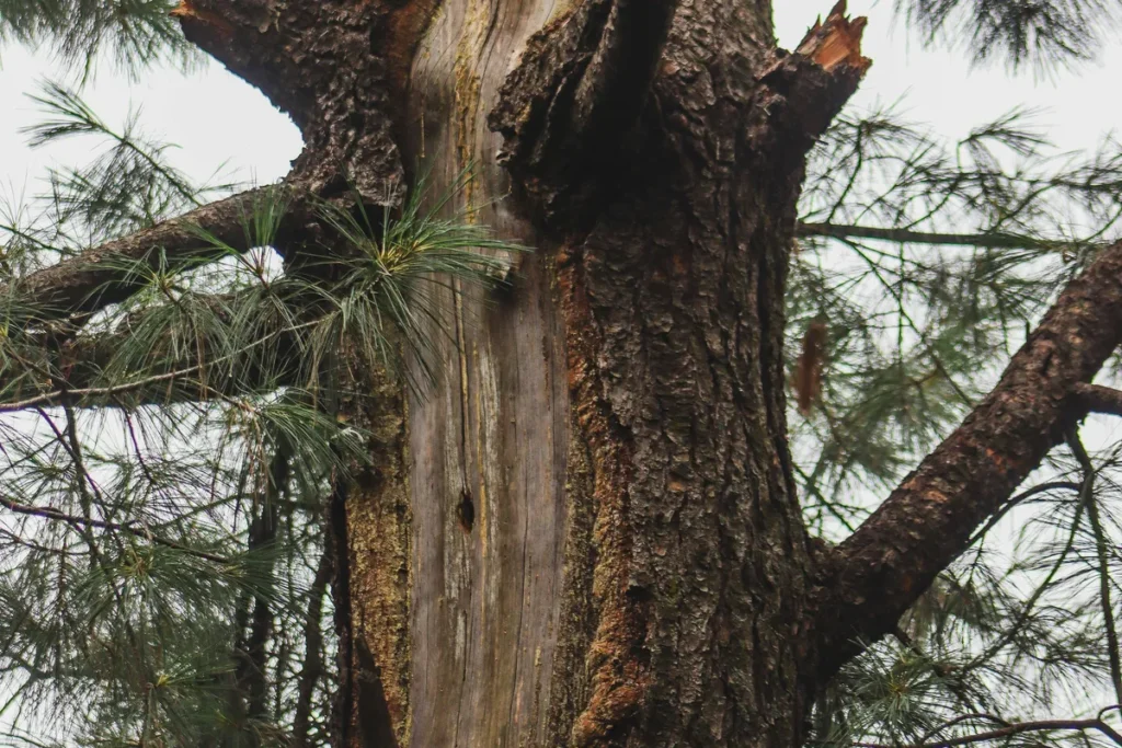 Expert bark beetle and tree disease treatment services in Rim Forest, CA to protect trees and maintain a healthy vibrant landscape