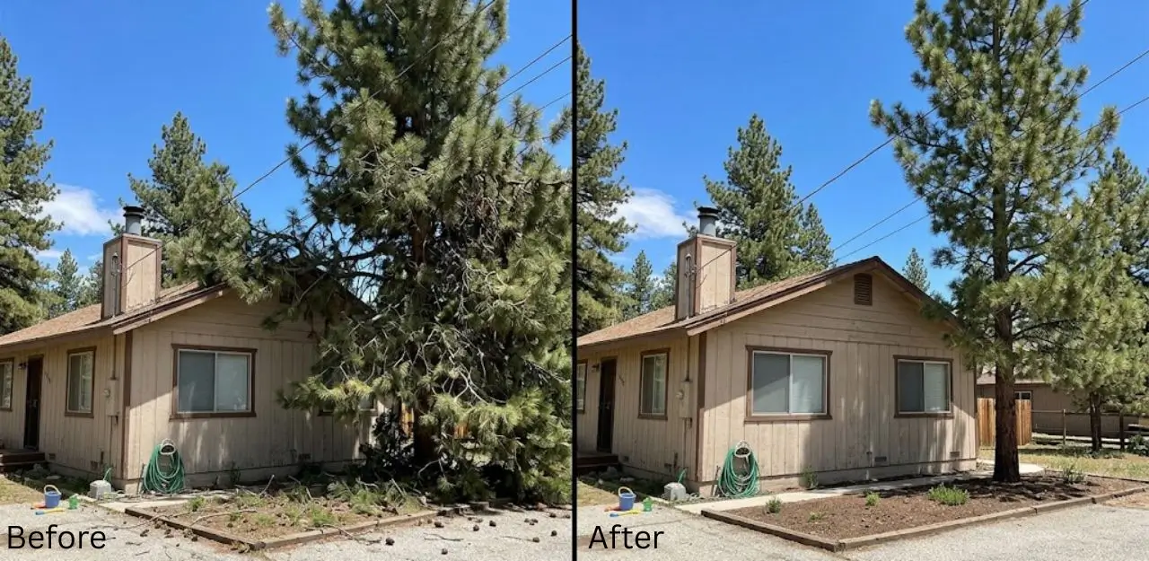 Before & After Image - Tree Trimming Service in Big Bear Lake, CA