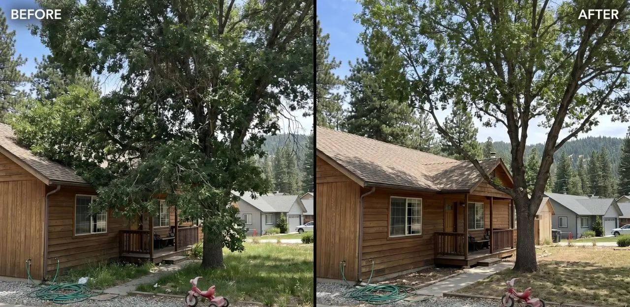 Before & After Image - Tree Trimming Service in Cedar Glen, CA