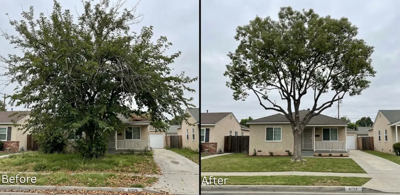 Before & After Image - Tree Trimming Service in Crafton, CA