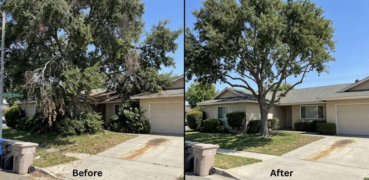 Before & After Image - Tree Trimming Service in Devore Heights, CA