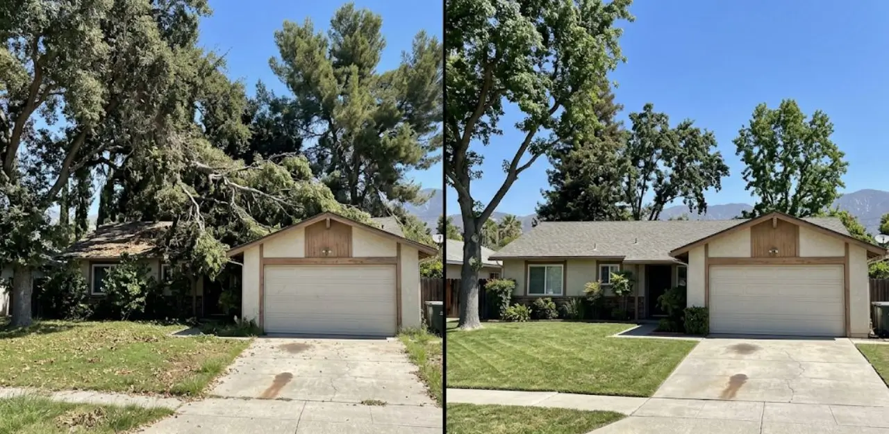 Before & After Image - Tree Trimming Service in Hook Creek Tract, CA
