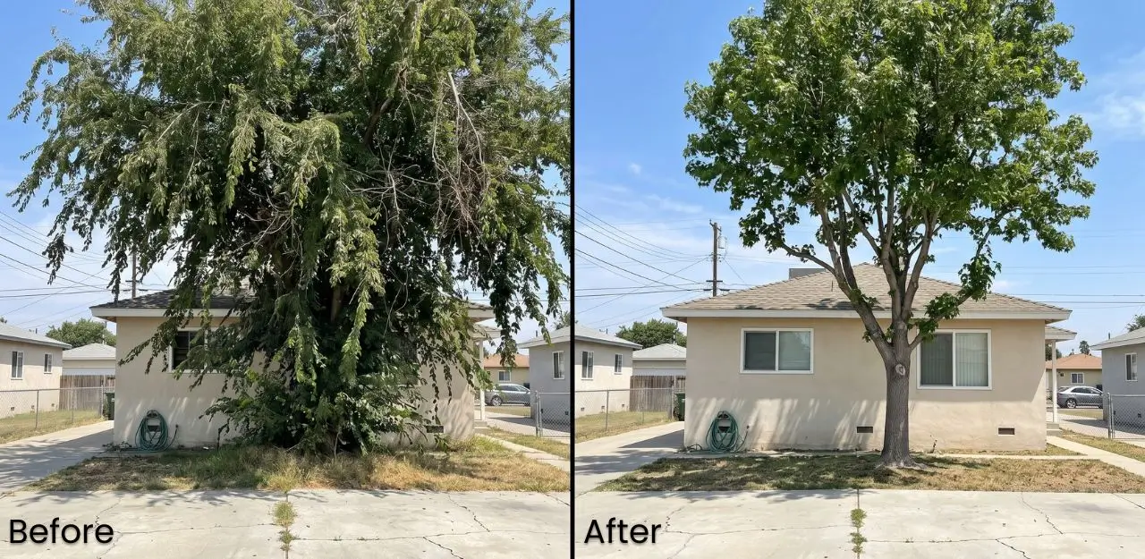 Before & After Image - Tree Trimming Service in Muscoy, CA