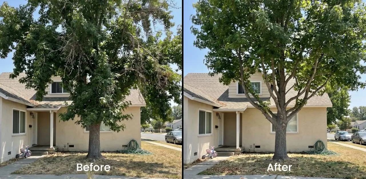 Before & After Image - Tree Trimming Service in Nealeys Corner, CA