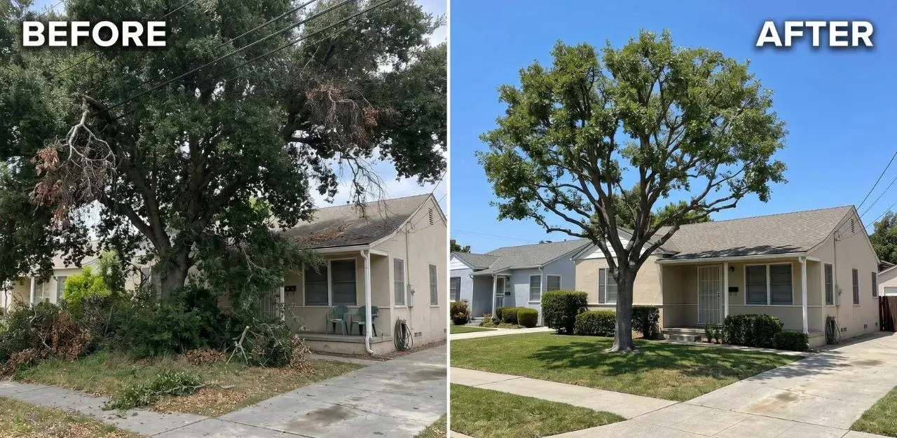 Before & After Image - Tree Trimming Service in Plymoth Village, CA
