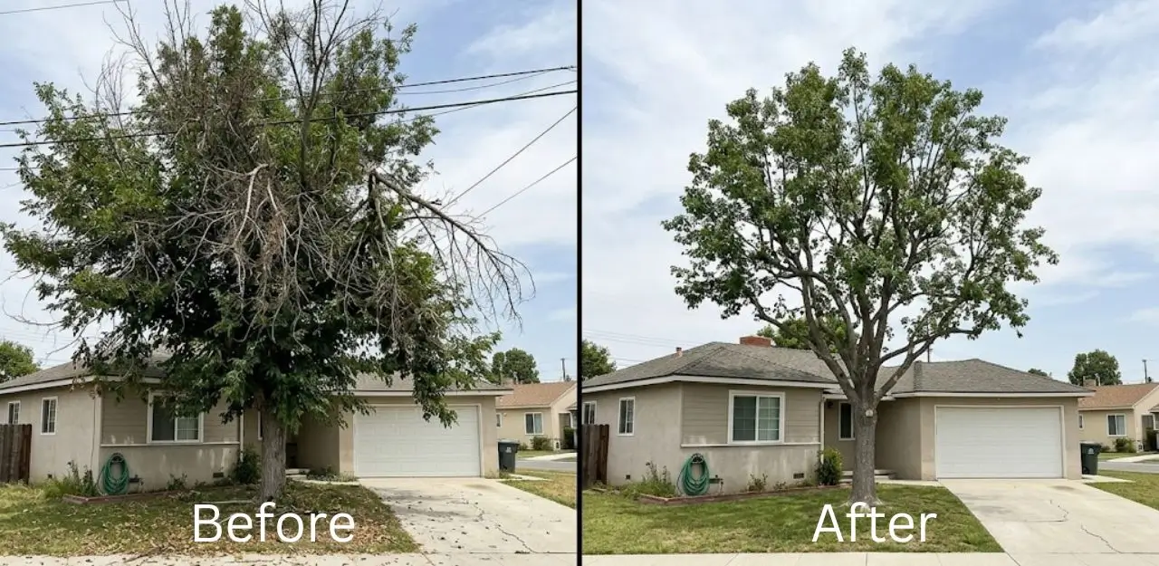 Before & After Image - Tree Trimming Service in Rancho Cucamonga, CA