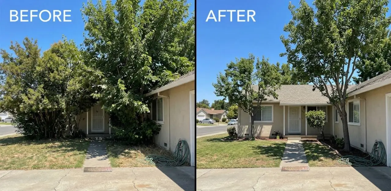 Before & After Image - Tree Trimming Service in Rochester, CA