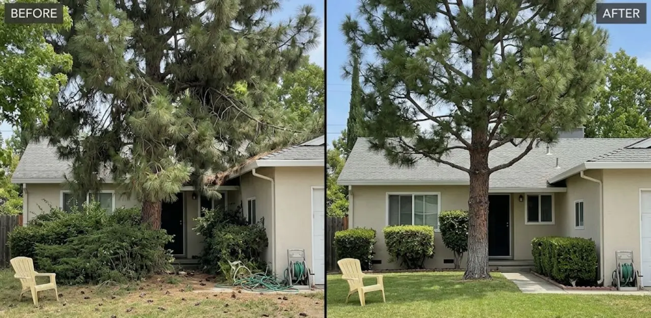 Before & After Image - Tree Trimming Service in Skyland, CA