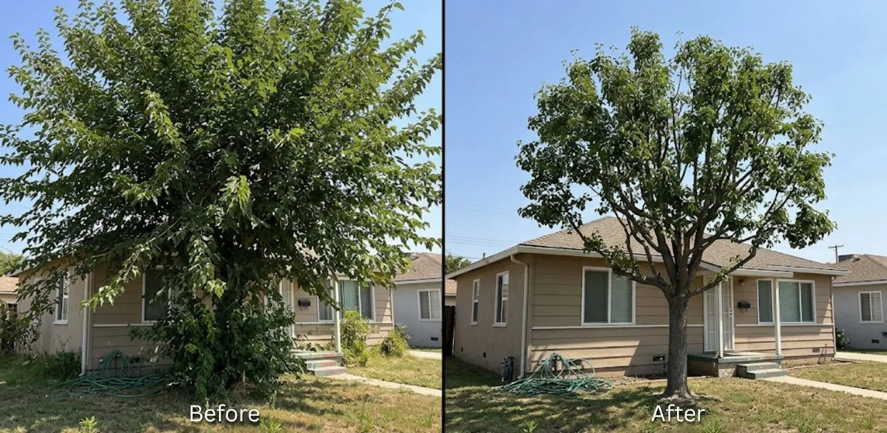 Before & After Image - Tree Trimming Service in Valley View Park, CA