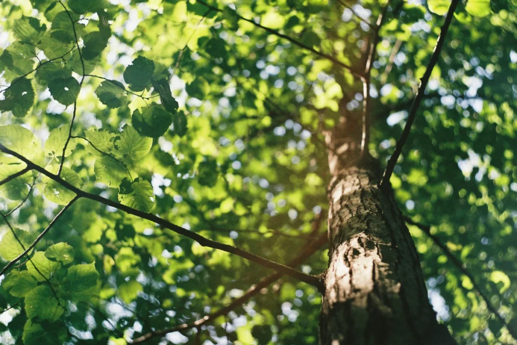 Expert tree trimming services in Rim Forrest, CA by local professionals offering safe and efficient pruning, palm trimming, and skilled tree care.