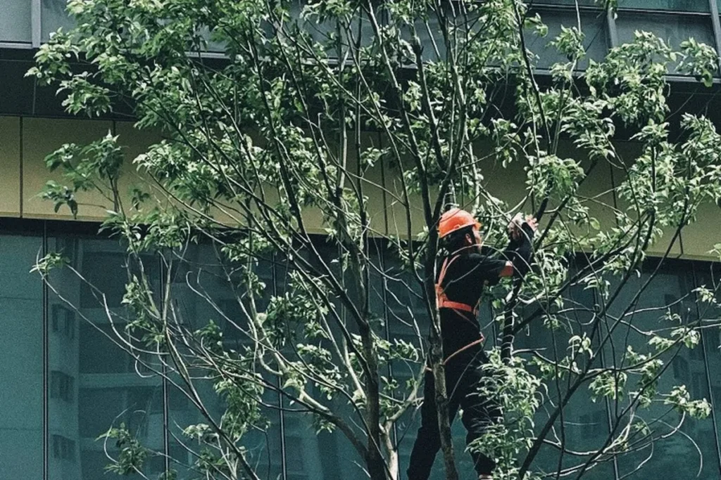 Commercial Tree Services in San Bernardino County, CA – Professional Tree Care and Maintenance