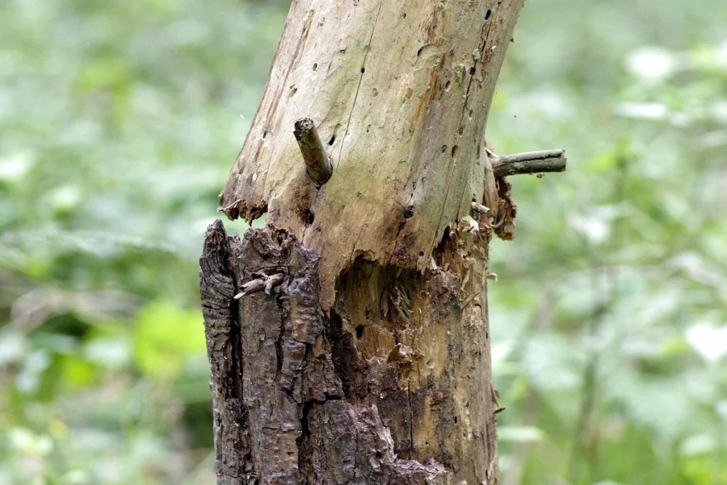 Image of an arborist examining tree health in Rim Forest, CA, surrounded by lush forested landscape.