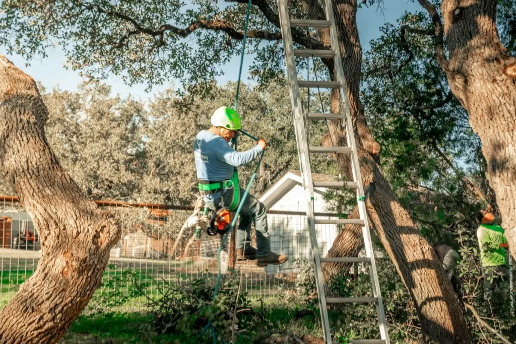 Affordable tree pest treatment services in Redlands, CA helping homeowners protect their trees from common pests.