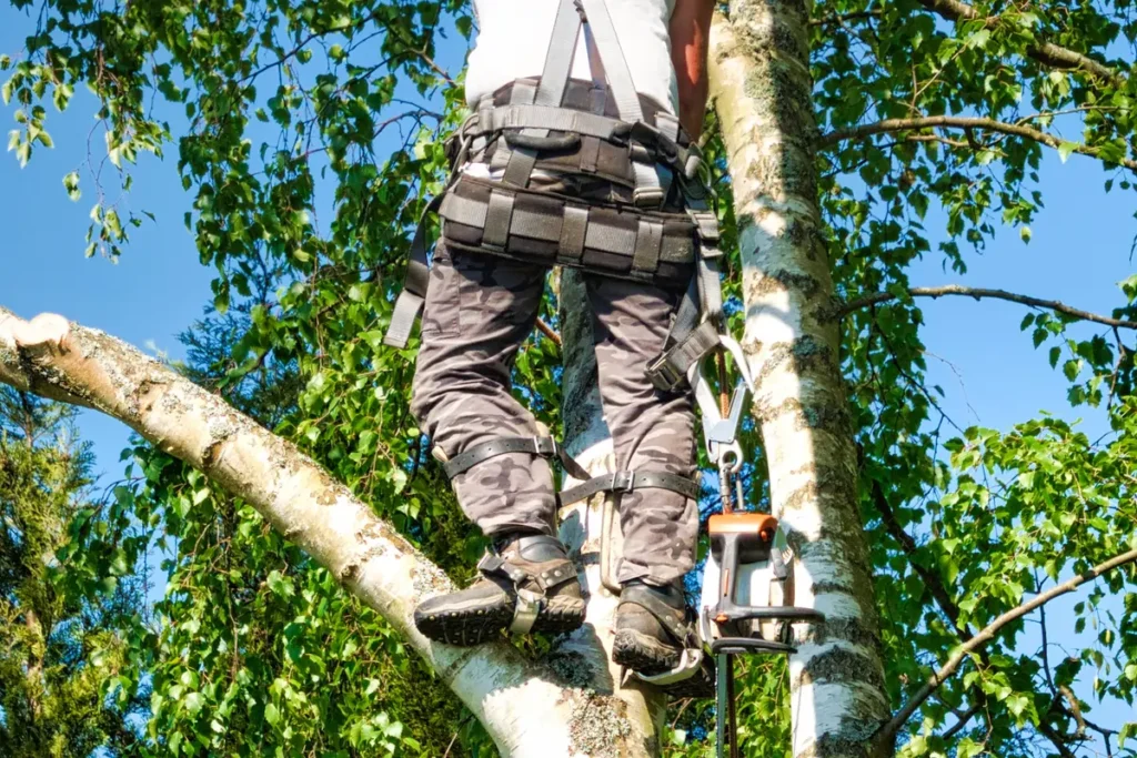 A professional safely removing a large tree from a backyard in Big Bear, CA, navigating tight spaces with specialized equipment.