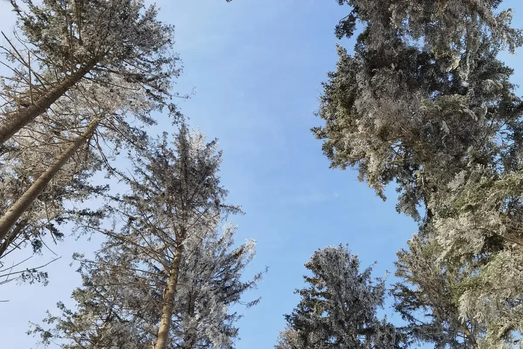 Arrowhead Highlands, CA forest with treated pine trees showing bark beetle protection efforts