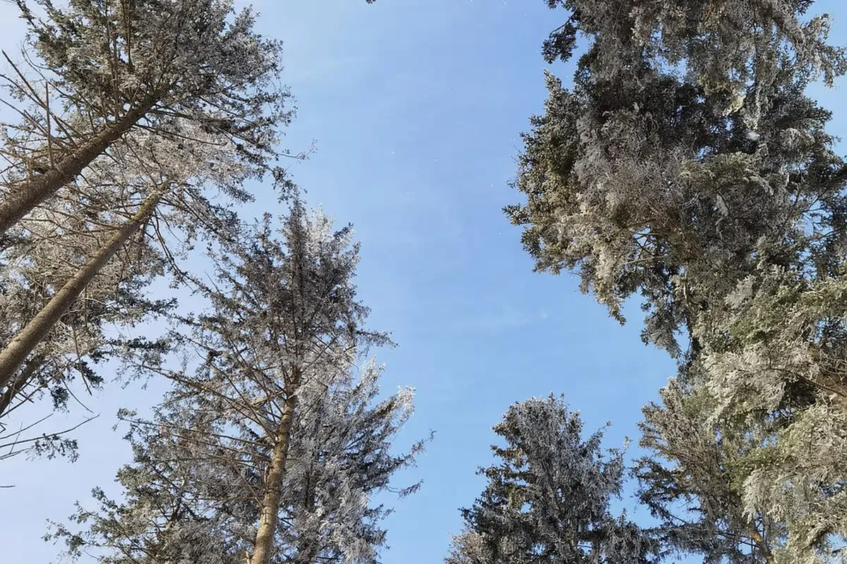 A forested area in Skyland, CA showing healthy pine trees alongside areas undergoing bark beetle treatment to protect the local ecosystem.
