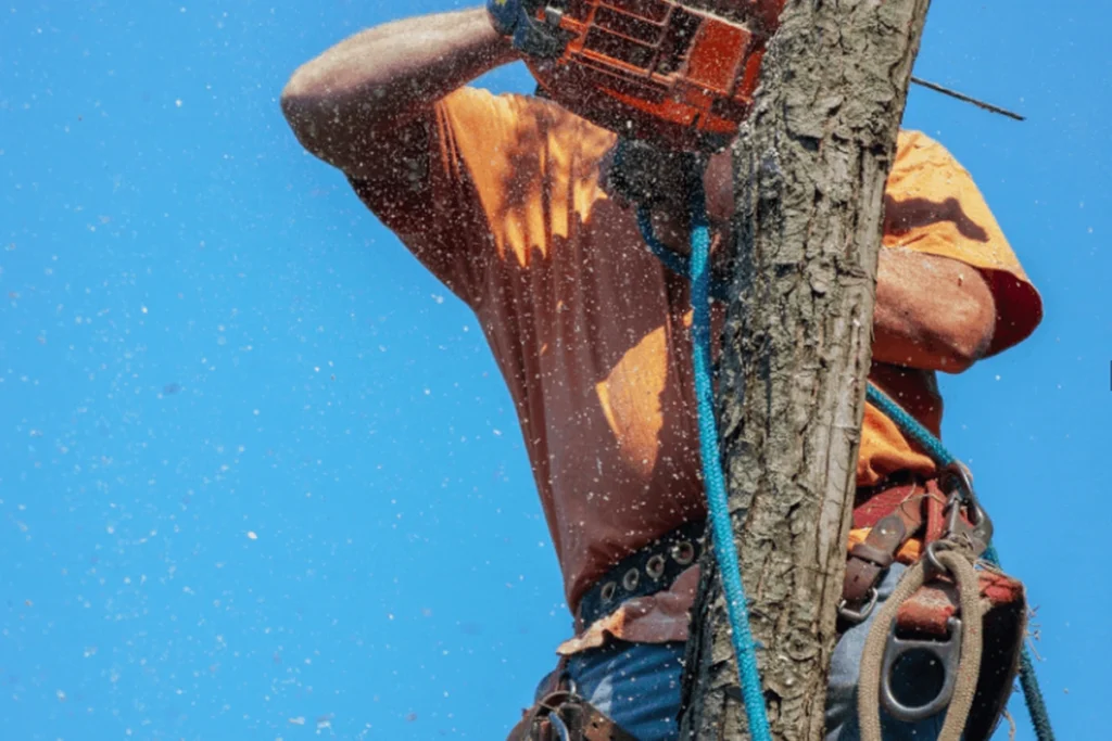 Image of a professional Tree Trimming Services service working on large trees in Del Rosa, CA, showcasing expert care and precision in maintaining healthy and beautifully shaped trees.