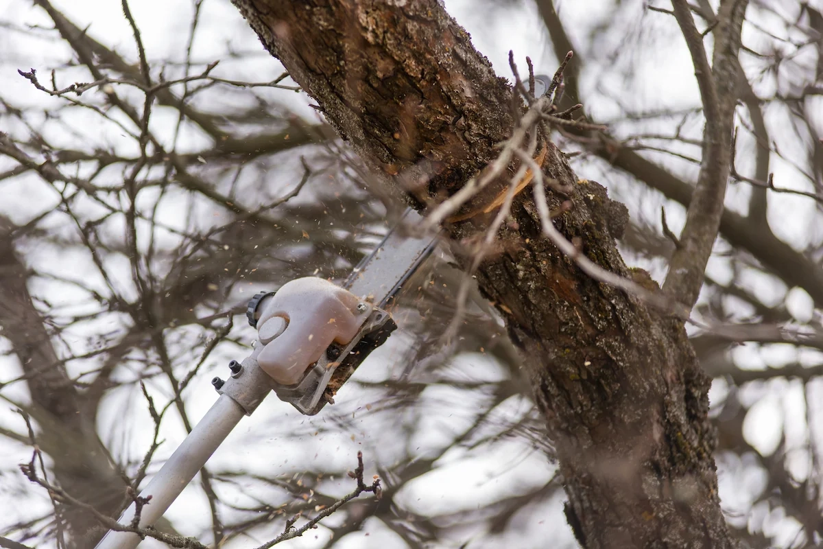 Brush Clearance Cost Estimate in Rim Forrest, CA showing equipment and workers clearing vegetation.