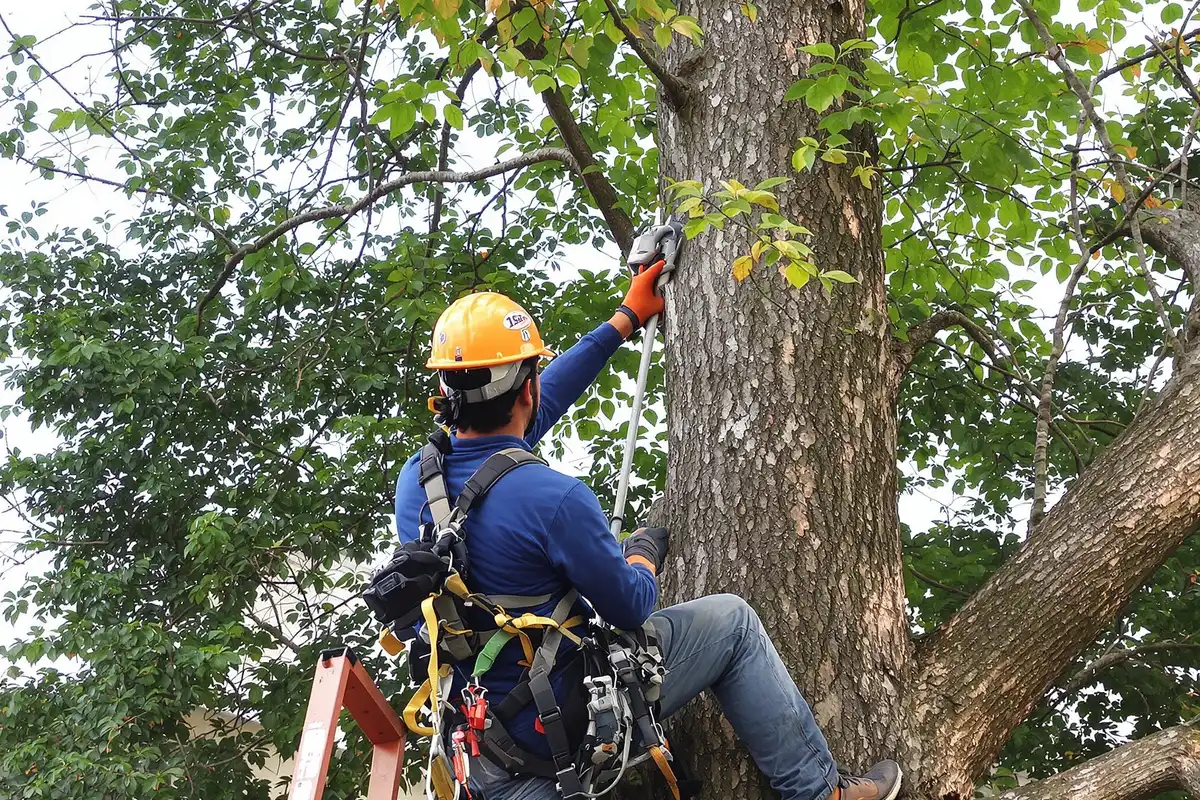 Commercial brush clearance contractors working to clear dense vegetation in Deer Lodge Park, CA, showcasing the top benefits of professional brush management for fire prevention and land maintenance.