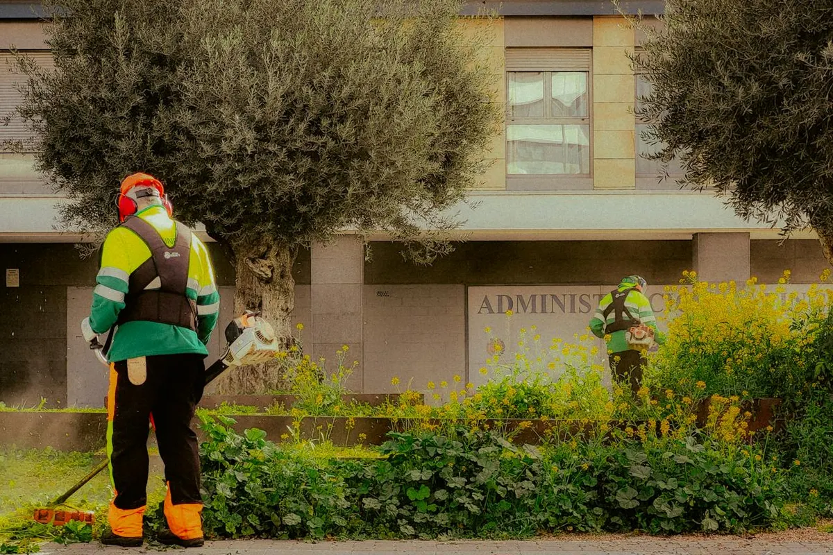A professional Tree Trimming Services service crew working on commercial trees in Redlands, CA, demonstrating expert maintenance and care.