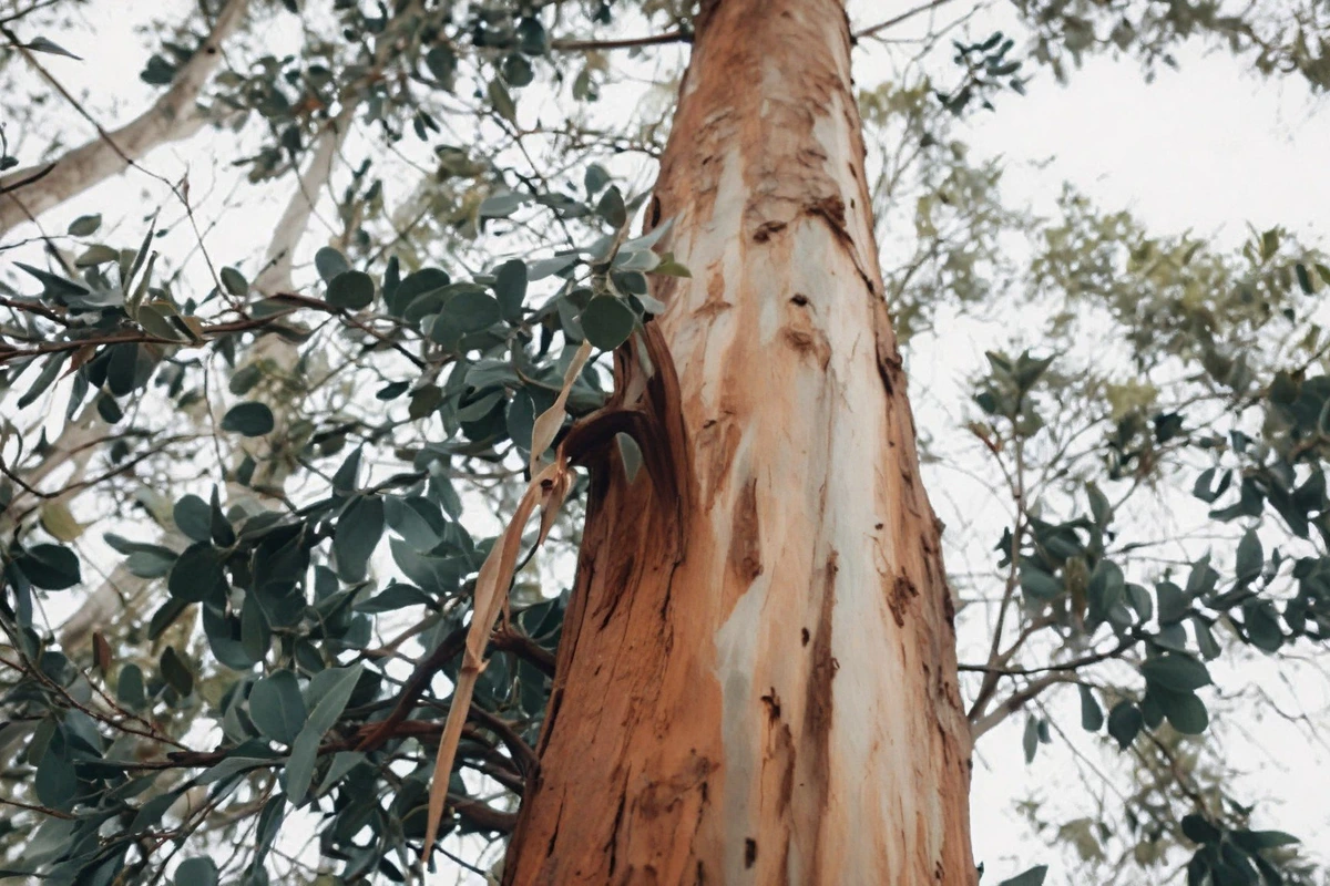 A lush, healthy tree in Valley View Park, CA, thriving after deep root fertilization treatment to promote strong growth and vitality.