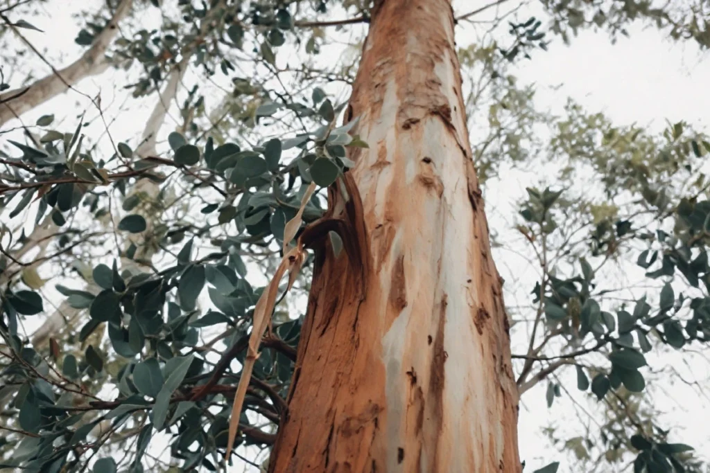 A technician performing deep root fertilization on a large tree in Arrowhead Villas, CA, showing equipment injecting nutrients into the soil around the tree roots.