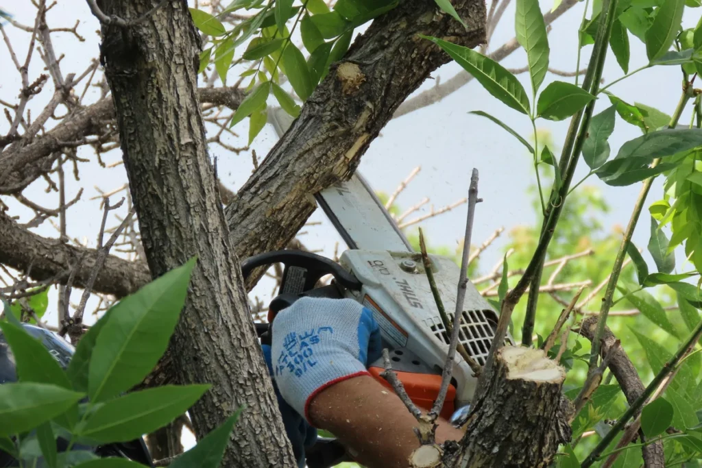 A fire prevention professional clearing vegetation around a home in Sugarloaf, CA, to create a defensible space and reduce wildfire risk.