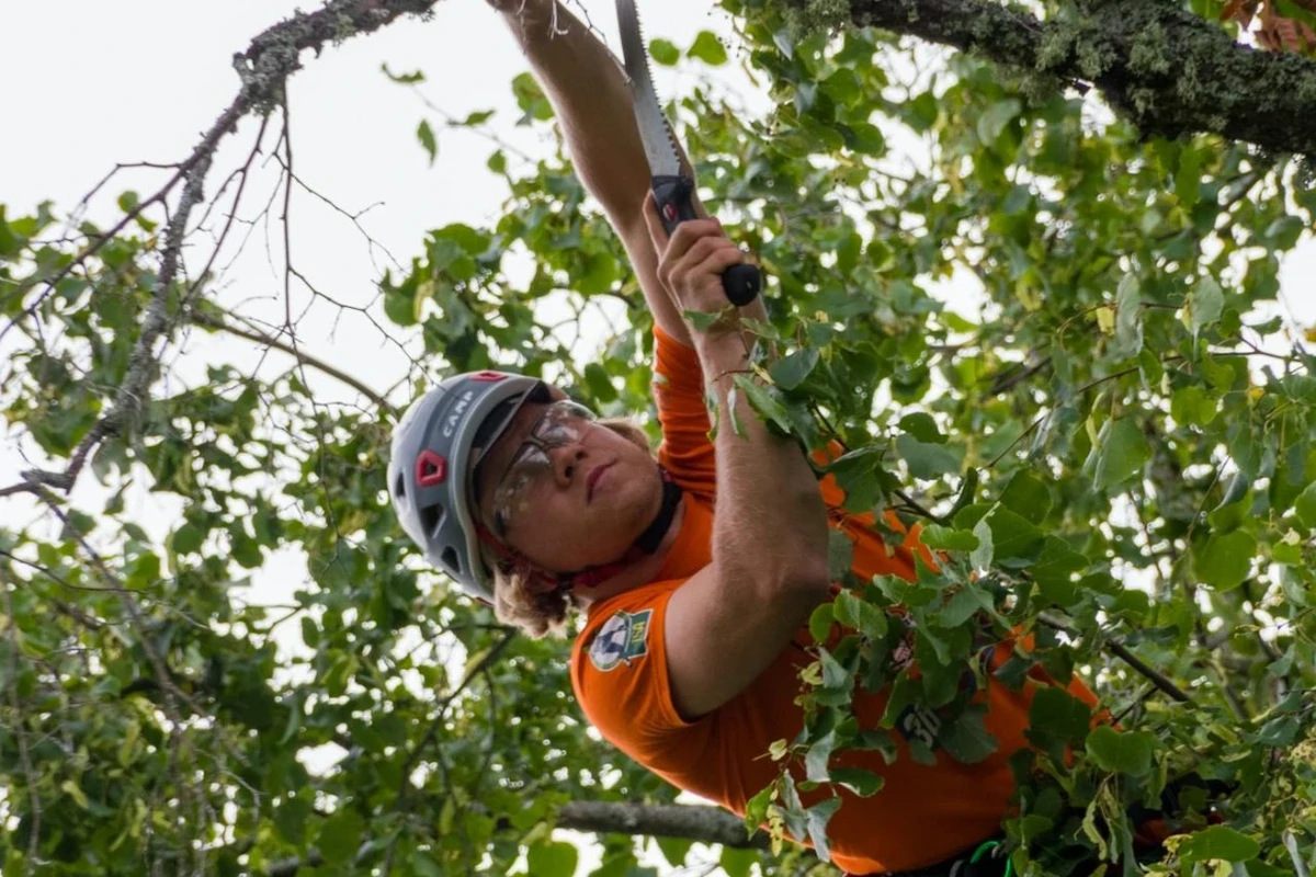 Image showing professional tree trimmers rapidly working on commercial trees in Cedar Glen, CA, emphasizing emergency Tree Trimming Services services with quick response tips.