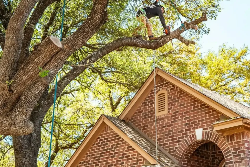 Arrowhead Highlands, CA residential area showing homes with cleared brush complying with HOA brush clearance rules and requirements.