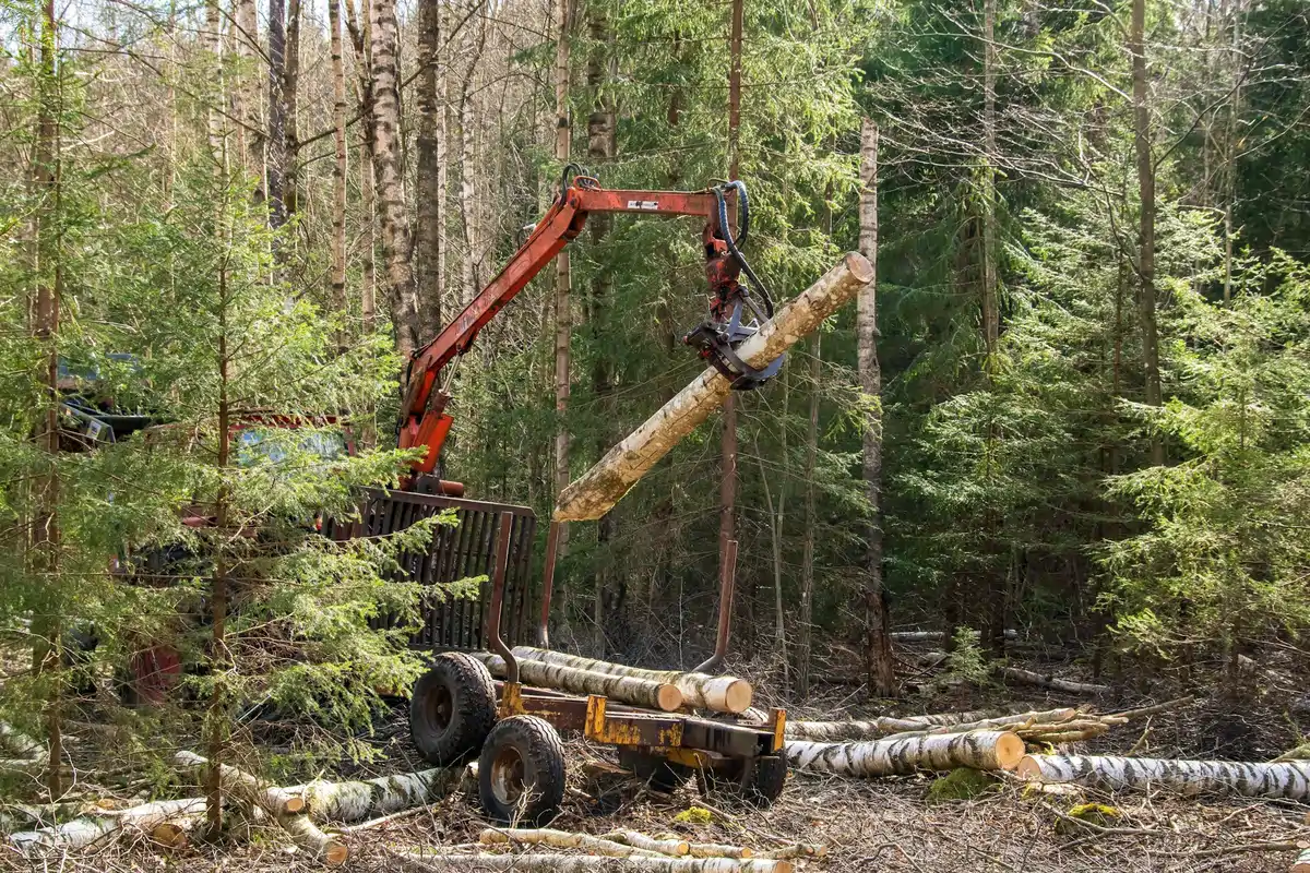 Hotel and resort grounds in San Bernardino County, CA, featuring professionally trimmed trees enhancing guest experience.