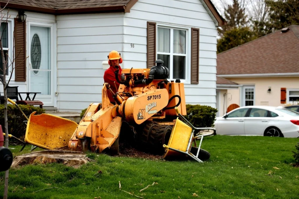 A professional tree removal crew safely dismantling a large tree in Rim Forrest, CA, with equipment and trucks on site, illustrating typical costs and procedures for large tree removal.