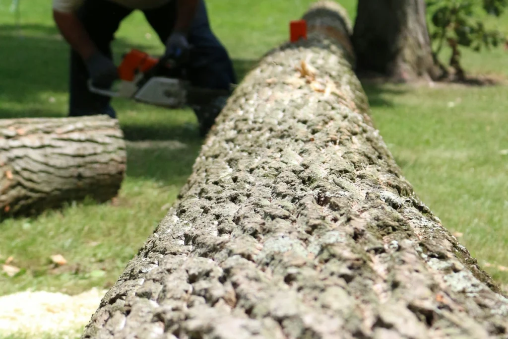 A professional tree removal contractor safely cutting down a large tree in Minnelusa, CA, protecting the surrounding property.