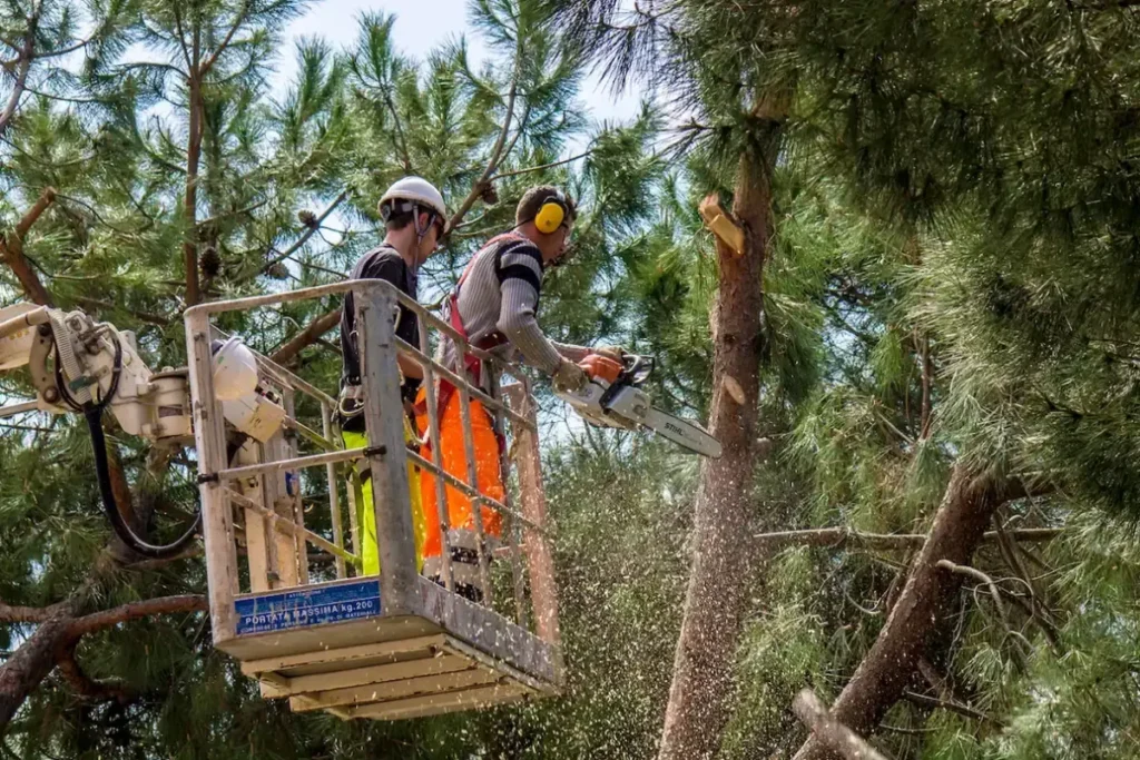 A professional licensed Tree Trimming Services contractor expertly pruning a tall tree in Riverside, CA residential area.