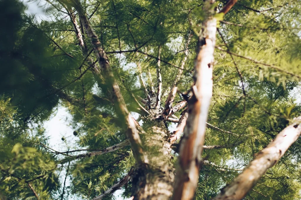 Oak and pine trees being treated for disease by professionals in Rim Forrest, CA.