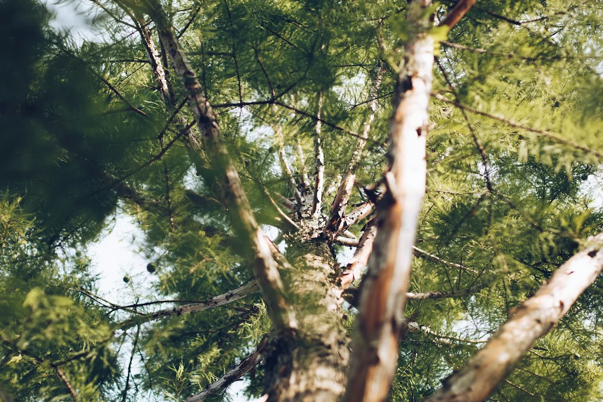 Oak and pine trees being treated for disease by professionals in Rim Forrest, CA.