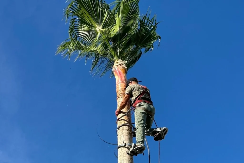 Palm tree removal service in Redlands, CA featuring professional arborists safely cutting down a tall palm tree.