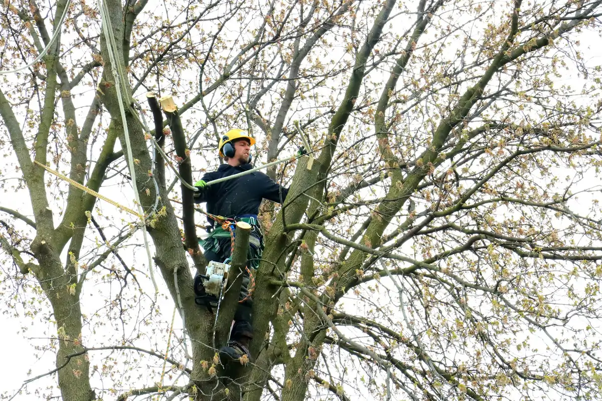 Residential Tree Trimming Services in East Highlands, CA, ensuring safer, healthier trees and well-maintained neighborhoods.