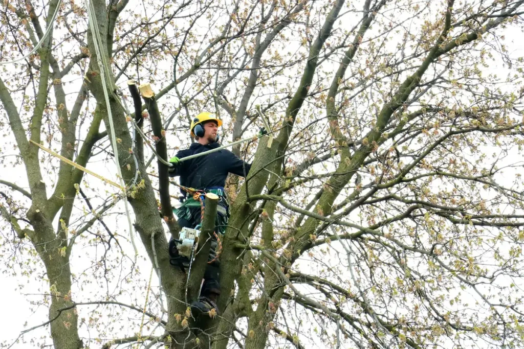 Residential Tree Trimming Services service in Cedar Glen, CA, showing a professional trimming healthy green trees to maintain safety and promote growth.