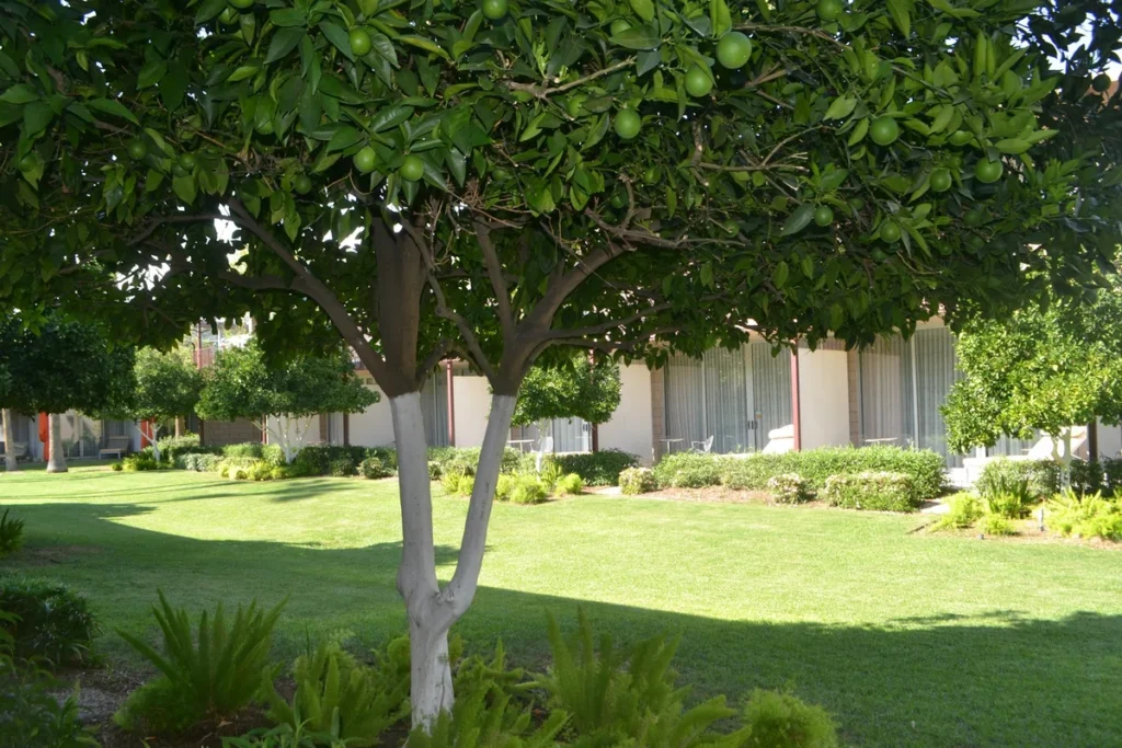 Rochester, CA school campus with expertly trimmed trees enhancing safety and aesthetic appeal.