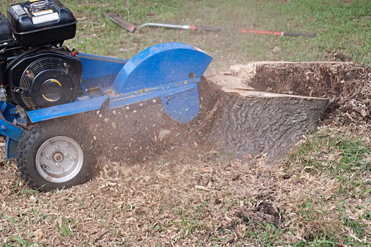 Stump removal and grinding techniques being compared with a backdrop of San Bernardino County, CA landscape.