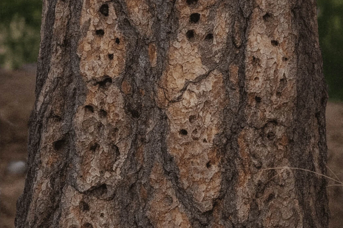 Image of a healthy tree in Arrowhead Farms, CA with a professional arborist inspecting it as part of a local tree disease treatment service.