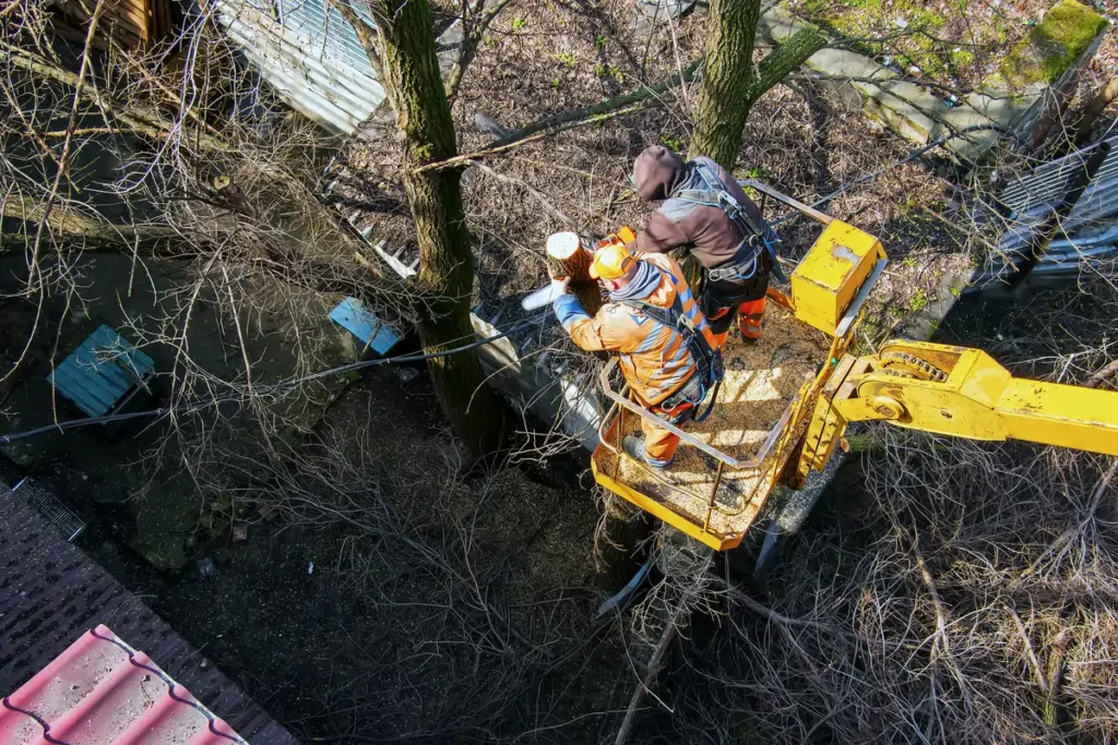 A professional pest control technician inspecting a residential tree in Del Rosa, CA, ensuring essential tree pest management for homeowners.