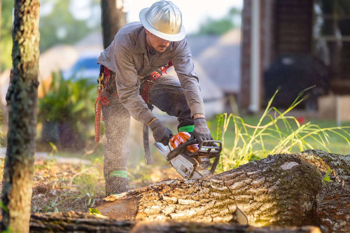 Tree removal service professionals safely cutting and removing a large tree in a residential area of Sierra Lakes, CA.