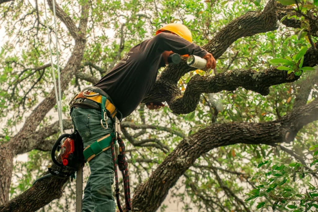 Big Bear, CA tree spraying service technician treating tall pine trees to protect against pests and diseases.