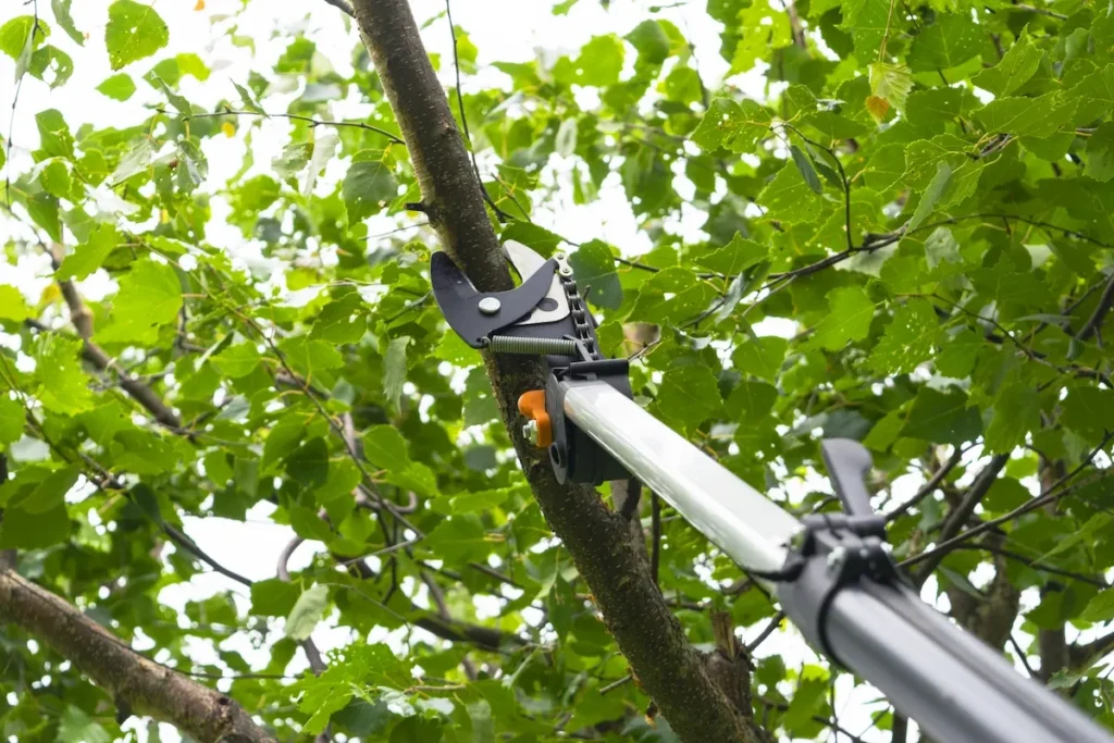 A scenic view of Lake Arrowhead, CA, surrounded by lush trees being professionally trimmed by a tree service crew.