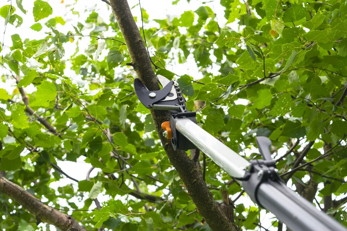 Tree Trimming Services service professionals working on a large tree in a residential area of Yucaipa, CA, using ladders and pruning tools to carefully shape and maintain the tree.
