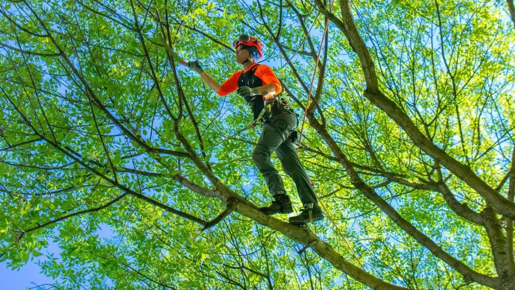 A professional trimming a tree limb in Redlands, CA, showcasing expert tree limb and branch trimming services.